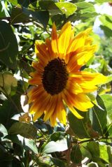 37852576e18227bd15d39fb5b0f86a52.jpg