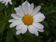 IMGP4313.JPG