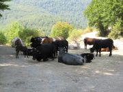 B_Monte_Pollino_La_Baita_2.JPG