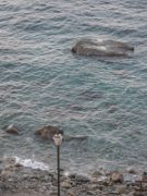 Scilla7.jpg