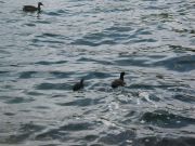 IMG_0403.JPG