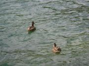 IMG_0413.JPG