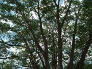 DSCF1588.JPG