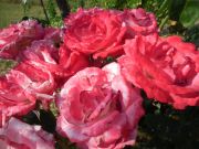 DSCF1655.JPG