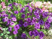 DSCF1656.JPG