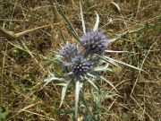 DSCF1667.JPG
