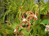 orchidea_scorpione.jpg