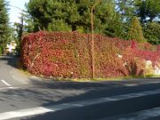 DSCN0906_.jpg