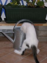 Achille.JPG