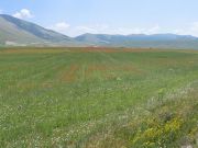 castelluccio6.jpg
