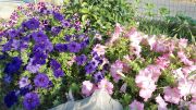 DSC00477.JPG