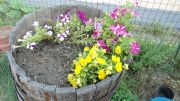 DSC00479.JPG