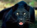 L'avatar di blackpanther